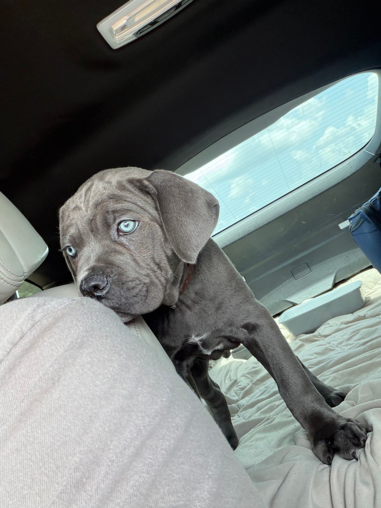 Pet travel photo 3