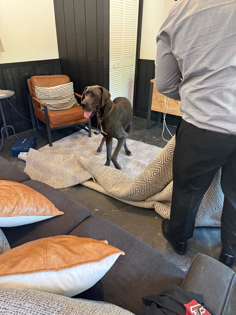 Pet travel photo 4