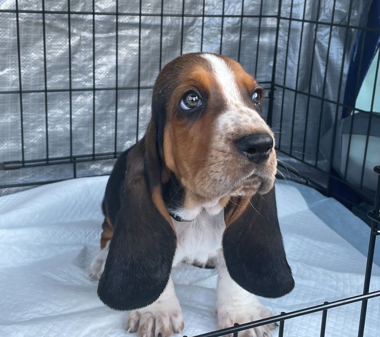 Pet travel photo 4
