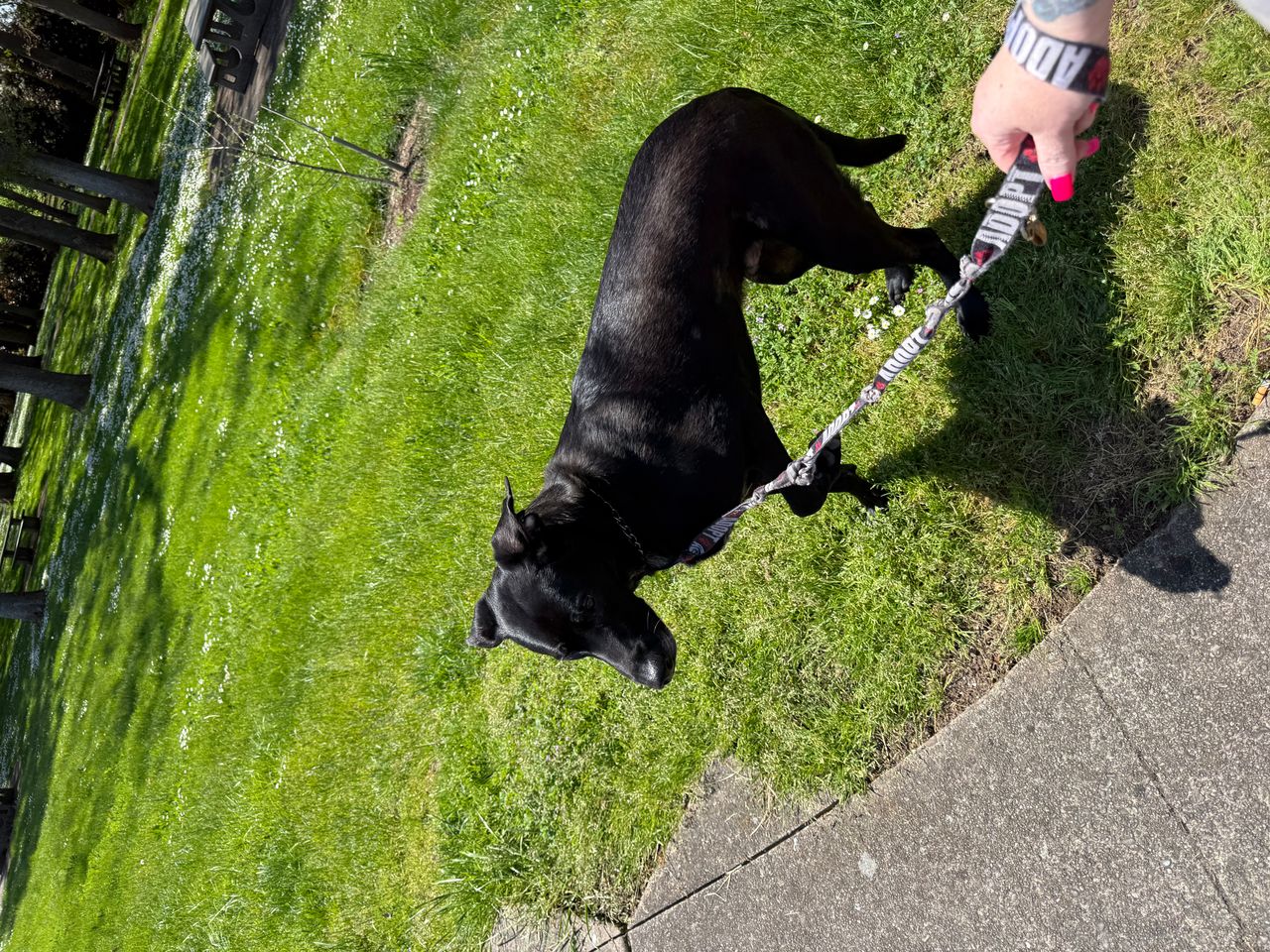 Pet travel photo 3
