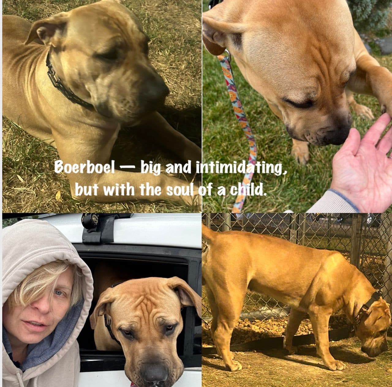 Pet travel photo 4