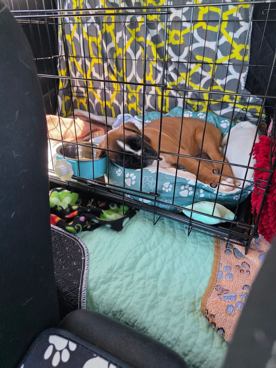 Pet travel photo 1