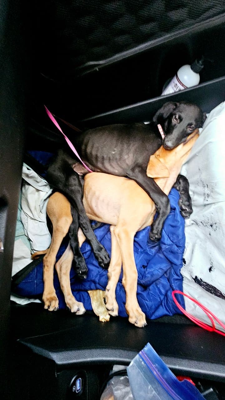Pet travel photo 1