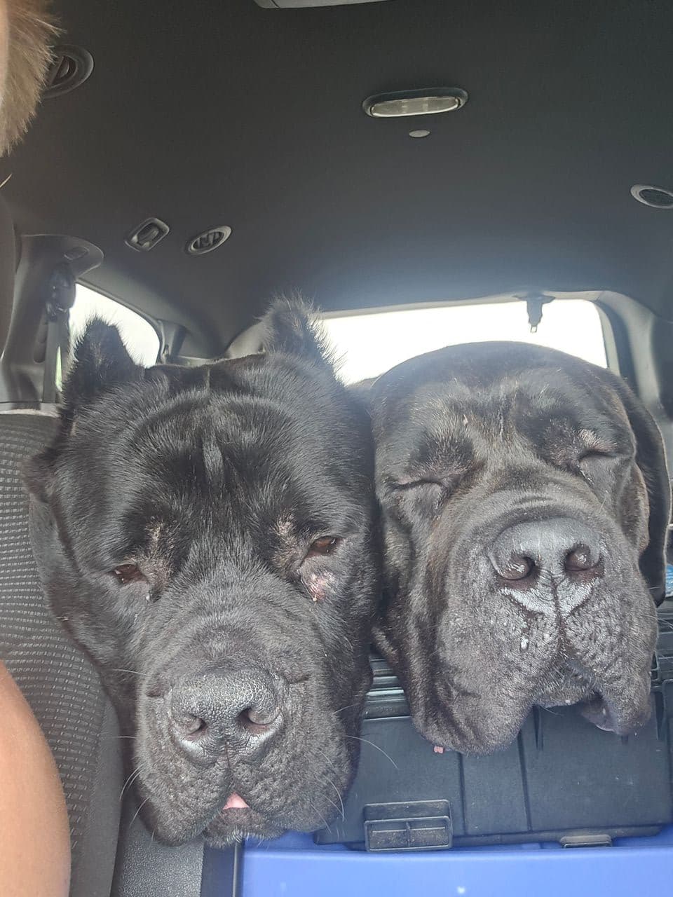 Pet travel photo 1