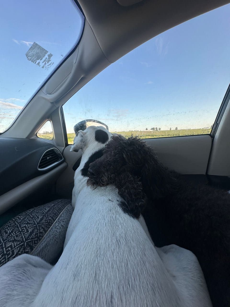 Pet travel photo 2