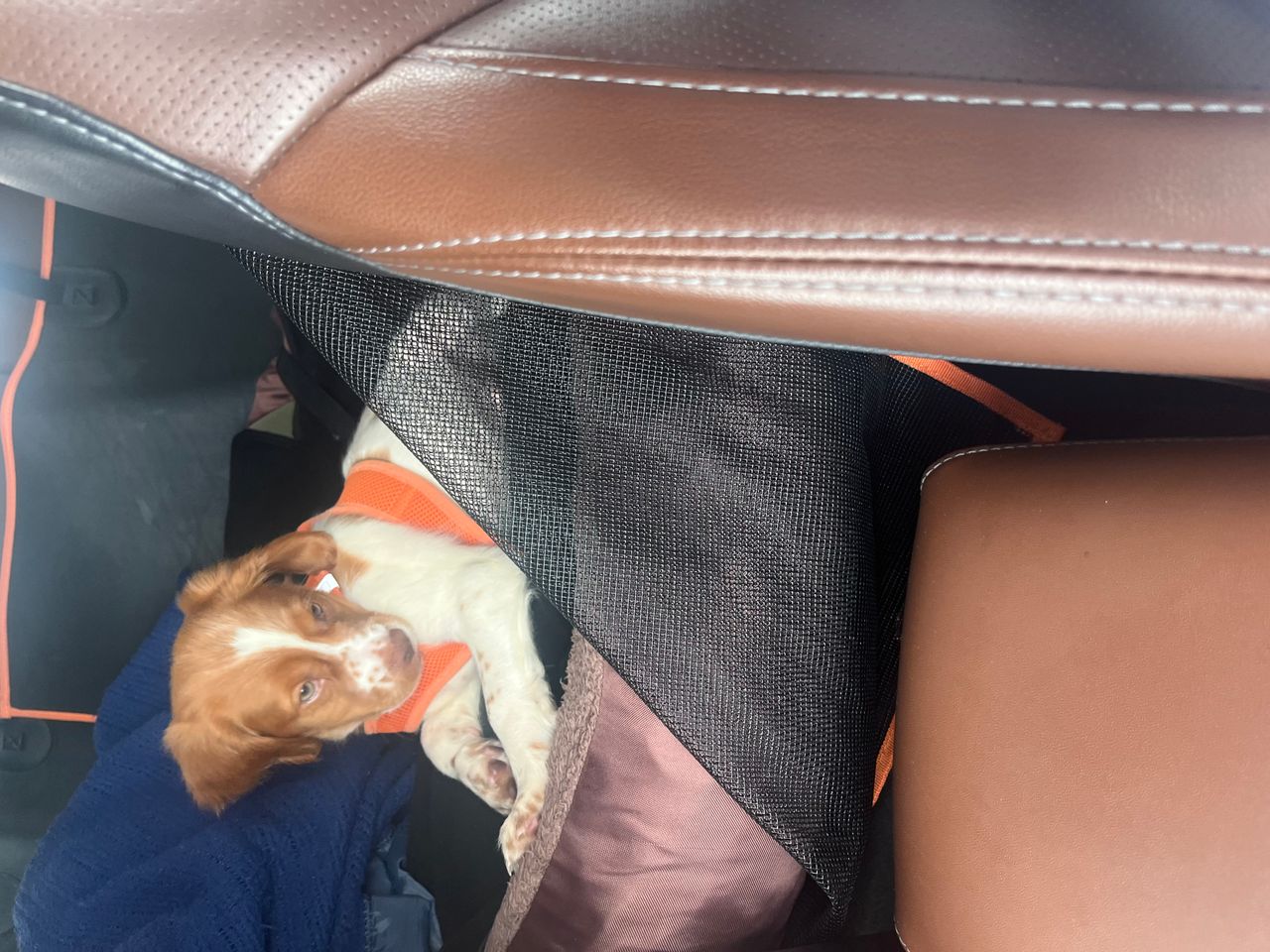 Pet travel photo 2