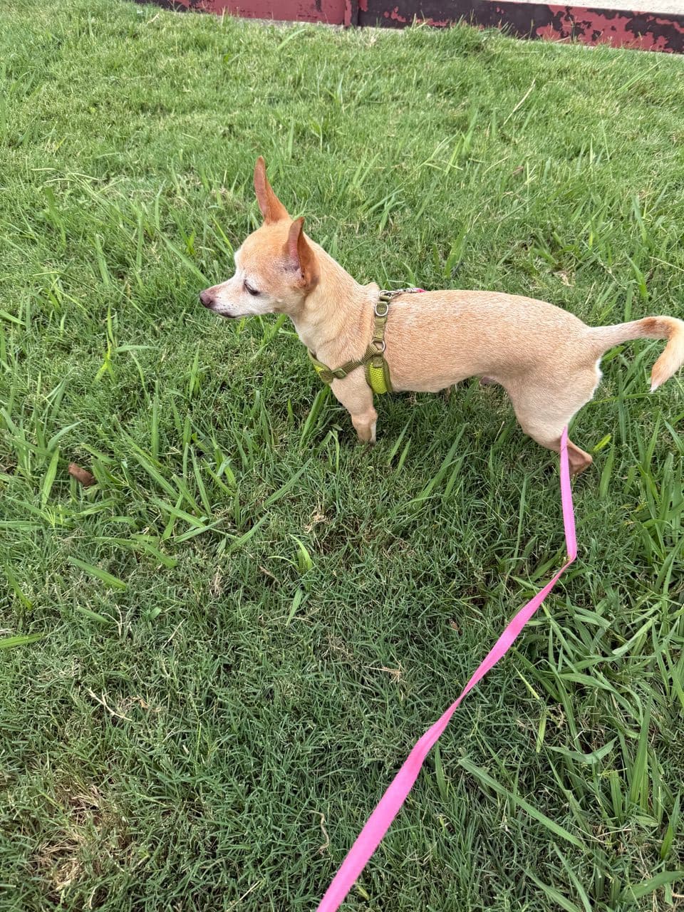 Pet travel photo 4