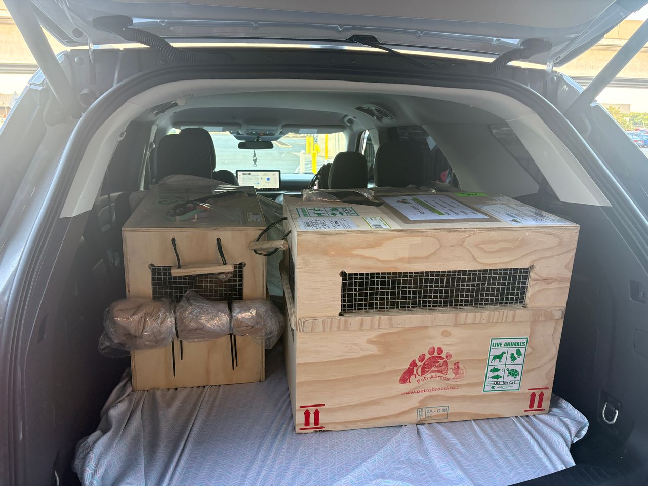 Pet travel photo 1