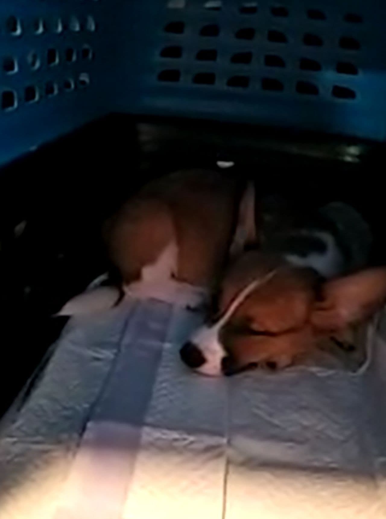 Pet travel photo 3