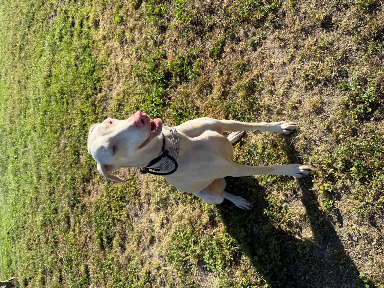 Pet travel photo 3