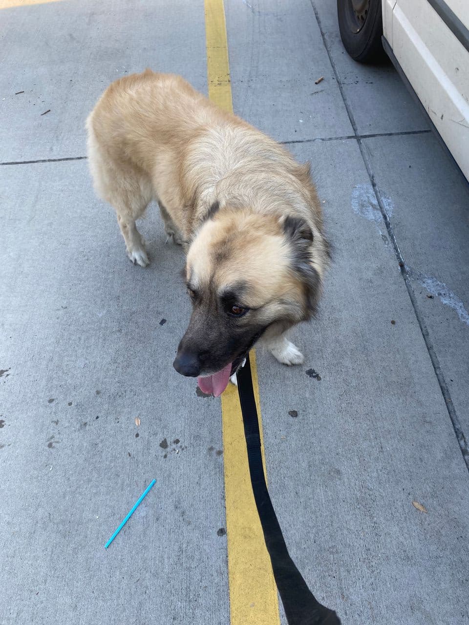 Pet travel photo 4
