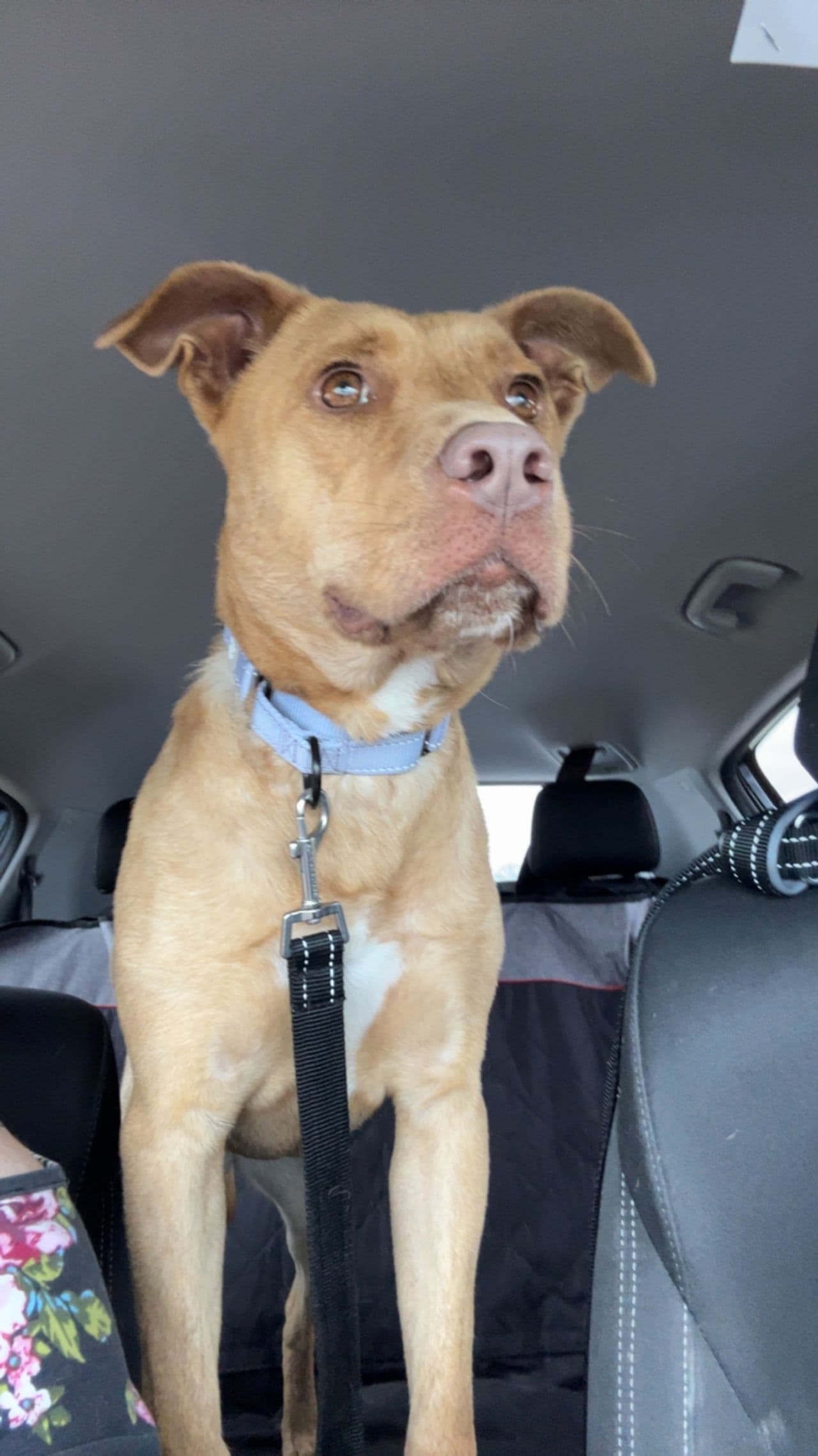 Pet travel photo 5