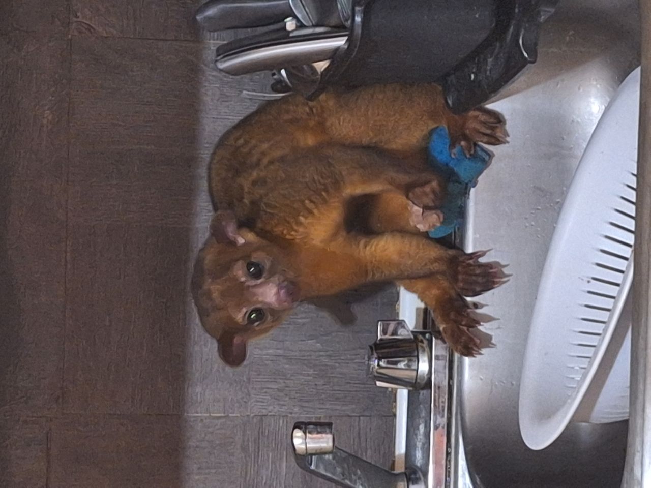 Pet travel photo 3