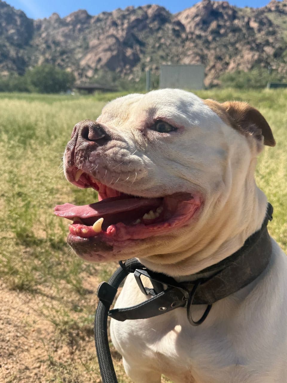 Pet travel photo 2