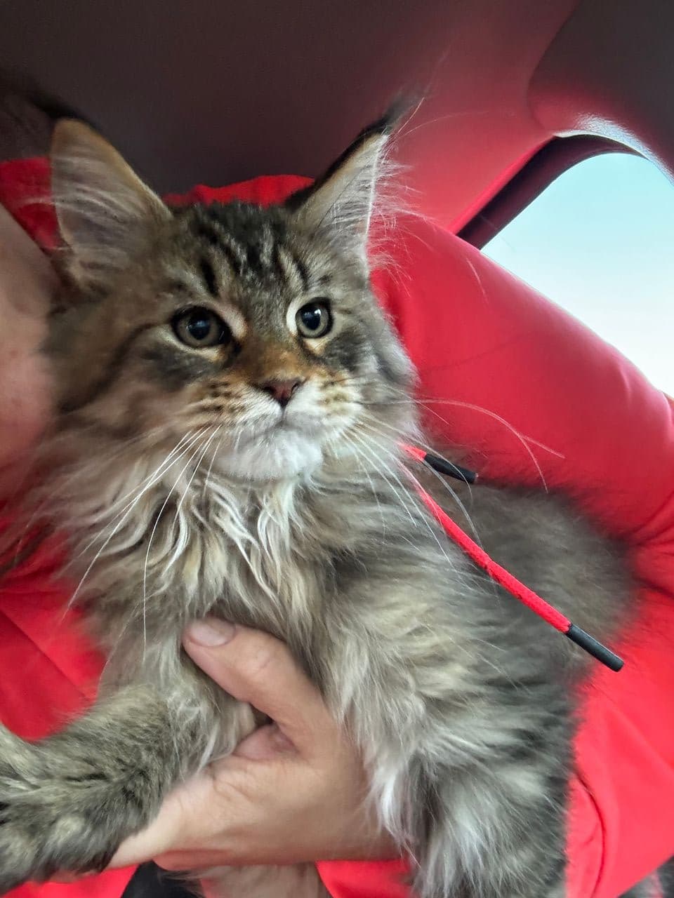 Pet travel photo 1