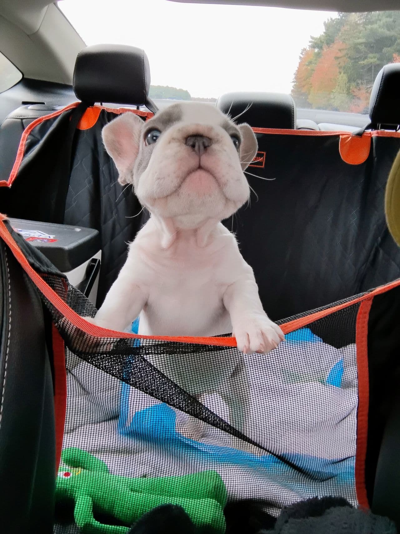 Pet travel photo 1