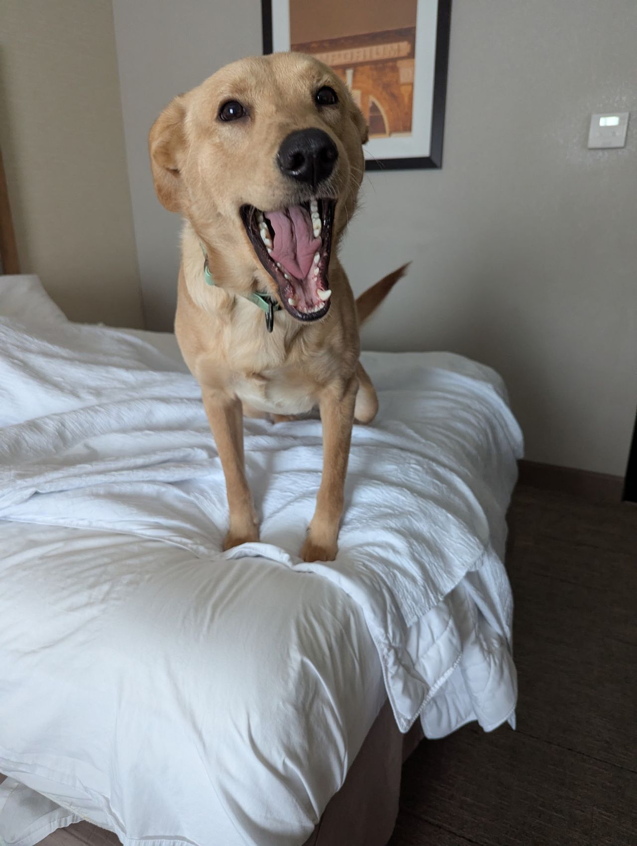 Pet travel photo 4