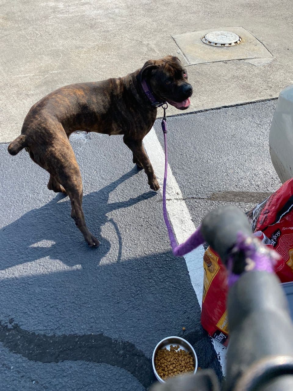 Pet travel photo 3