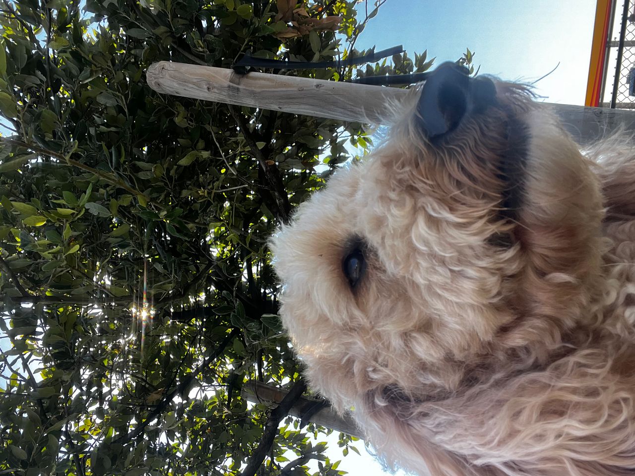 Pet travel photo 1