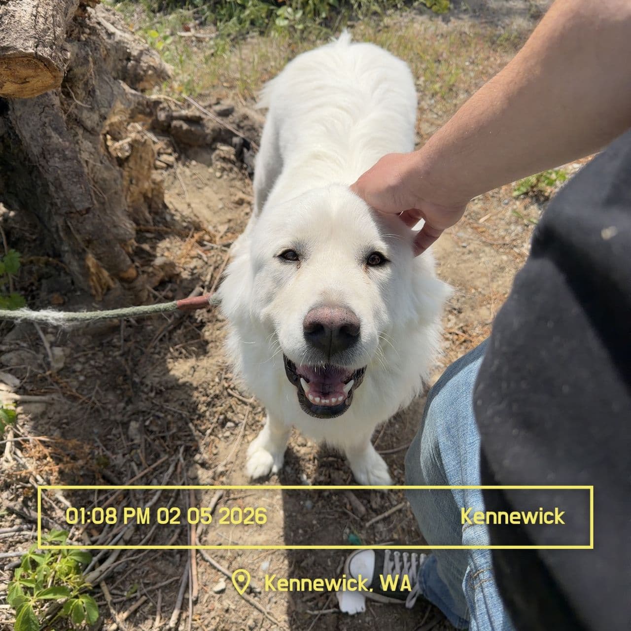 Pet travel photo 5