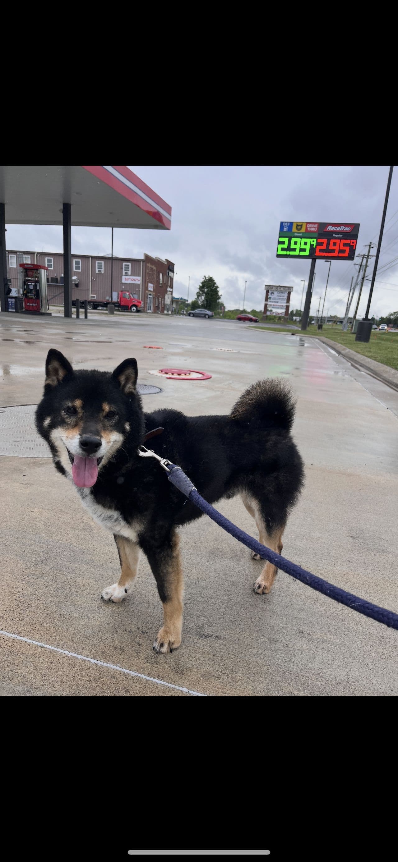 Pet travel photo 2