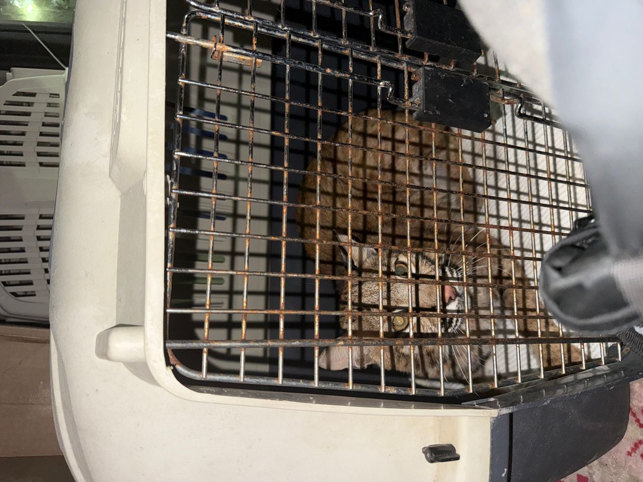Pet travel photo 2
