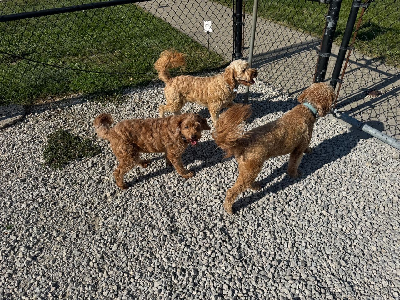 Pet travel photo 2