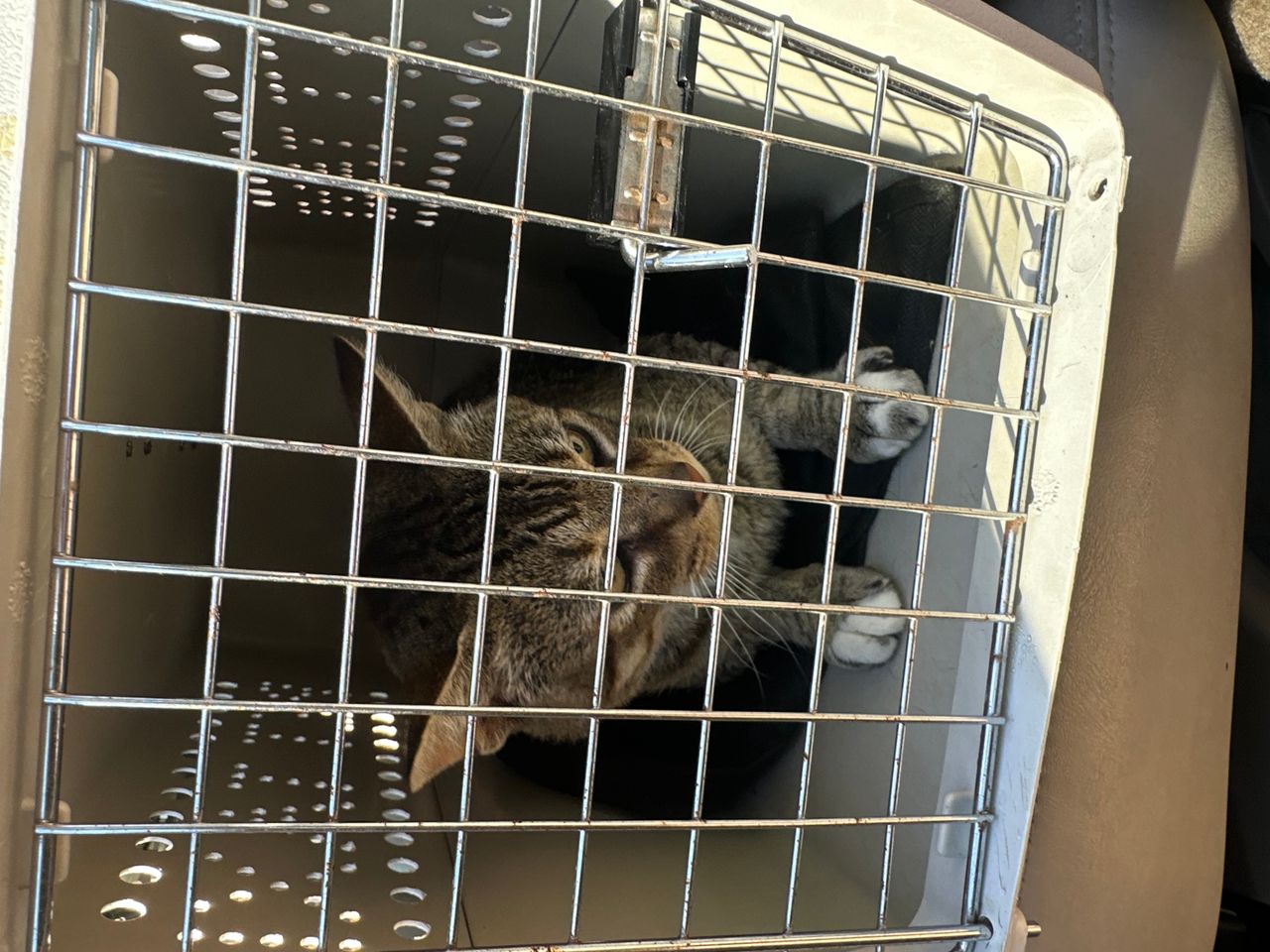 Pet travel photo 5