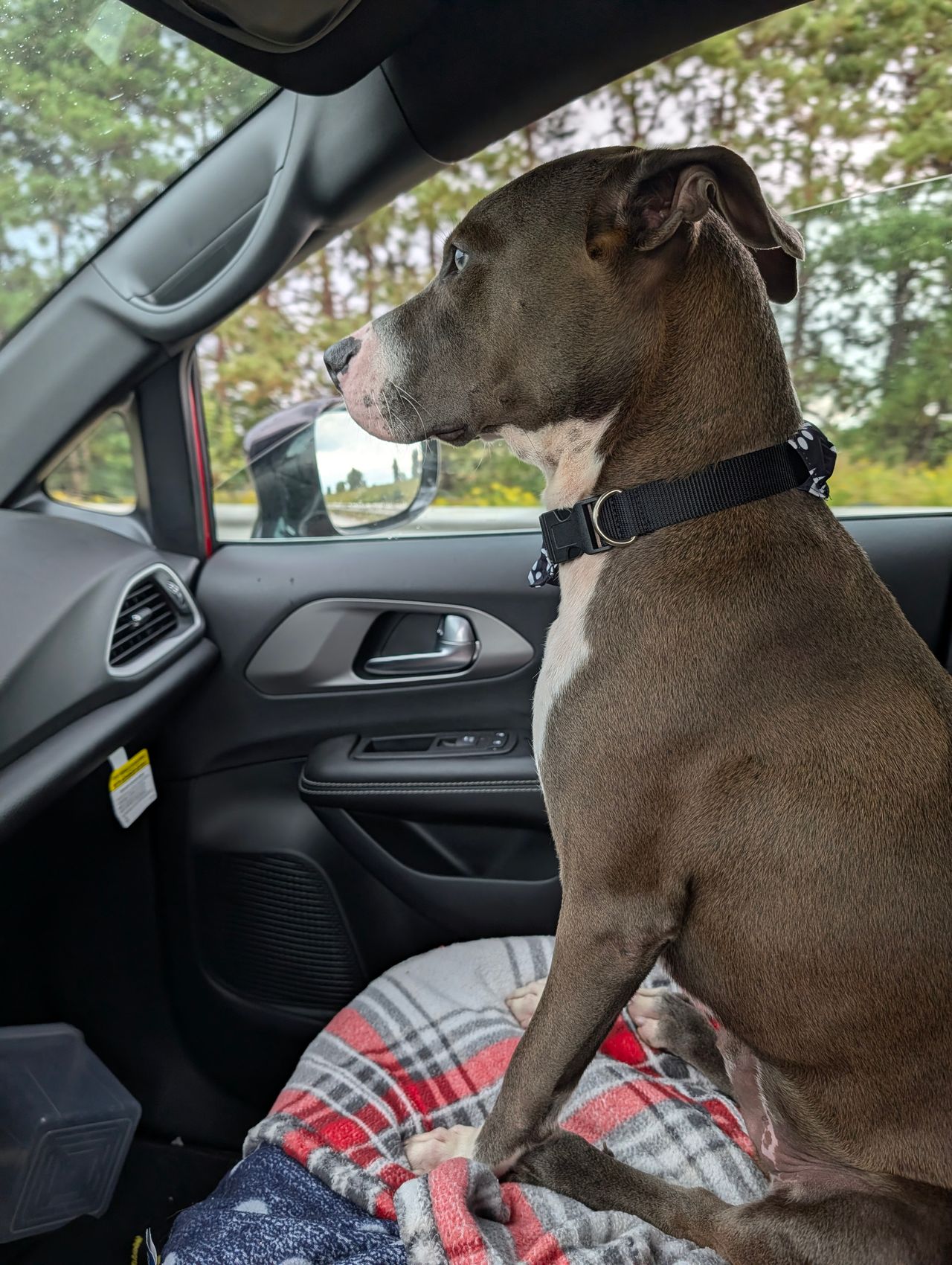 Pet travel photo 3