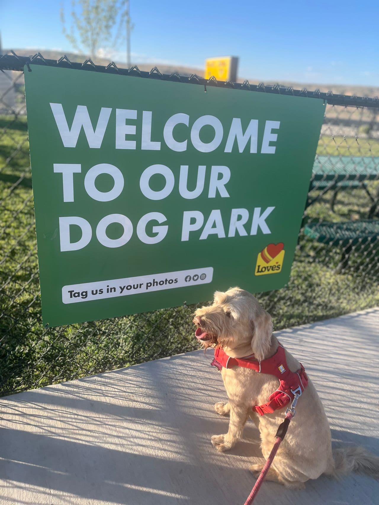 Pet travel photo 3