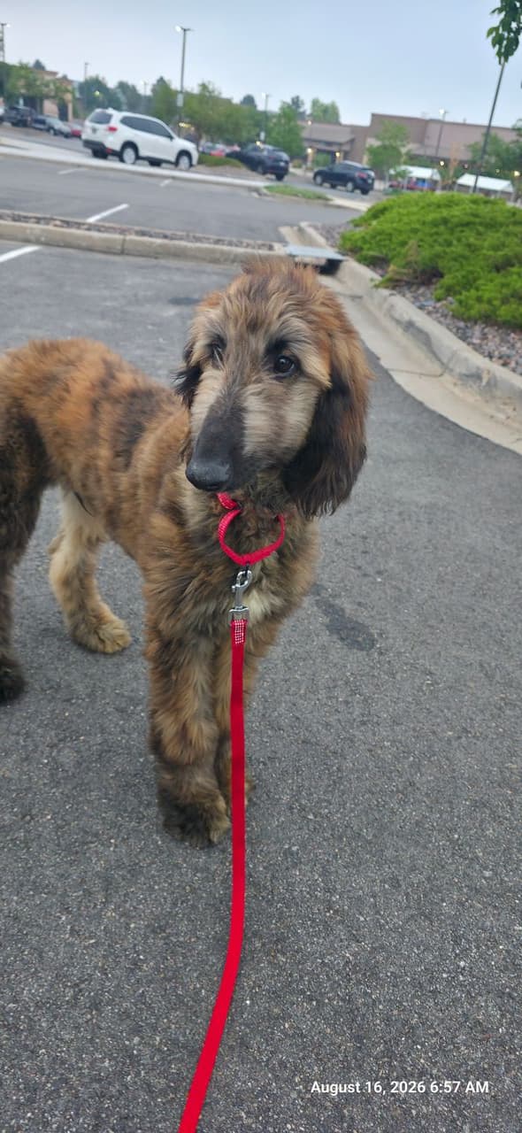 Pet travel photo 2