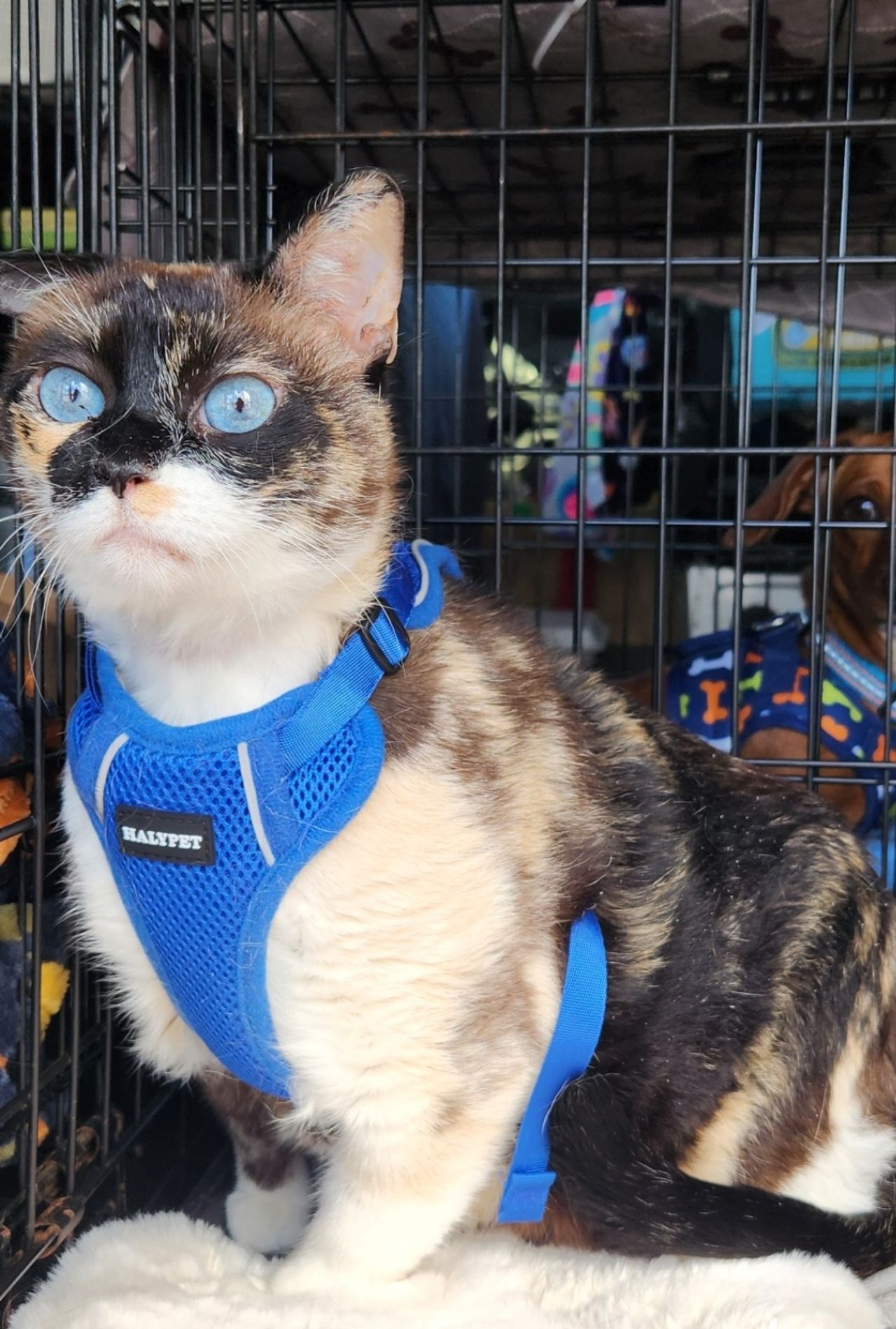 Pet travel photo 2