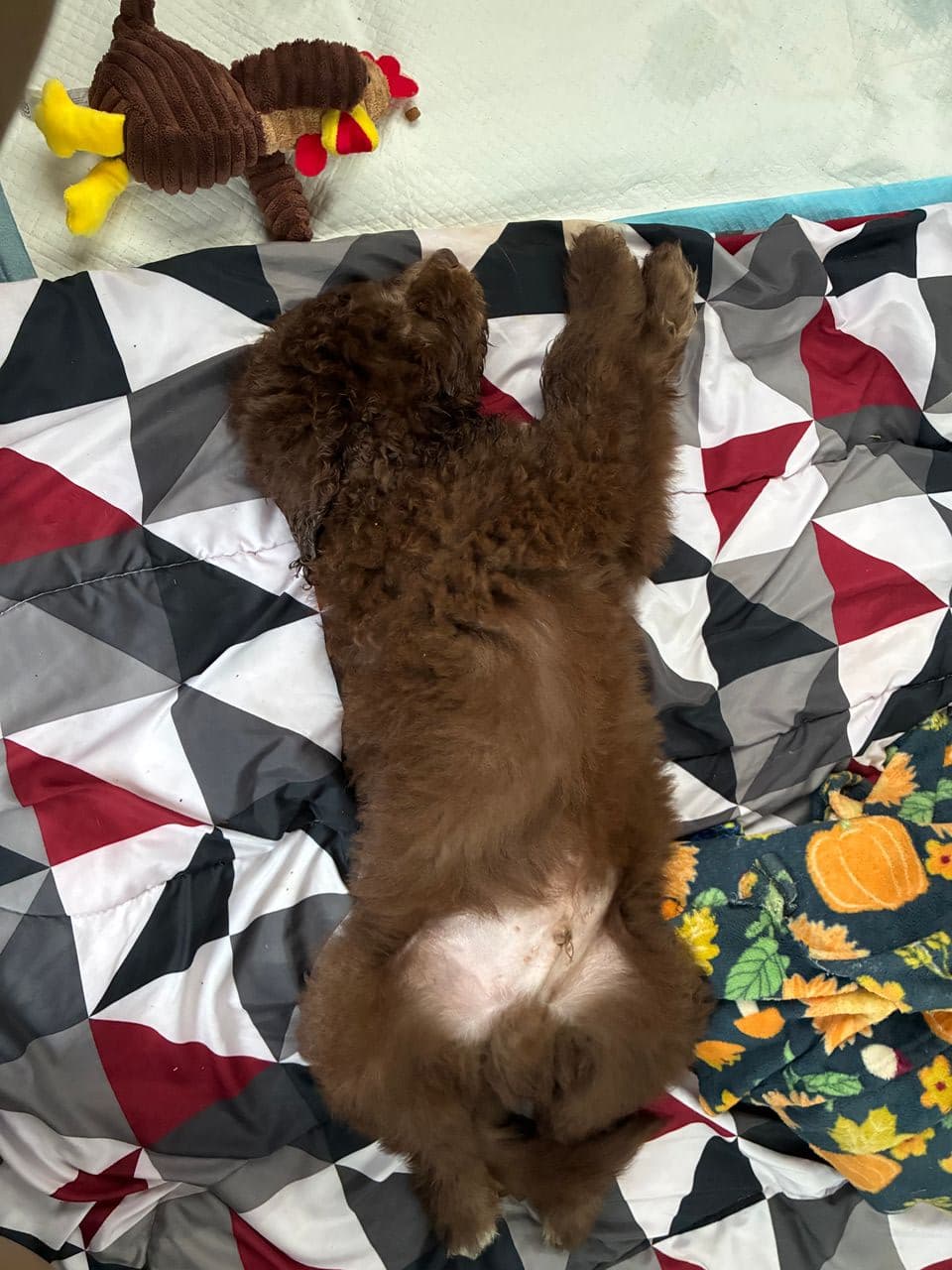 Pet travel photo 5