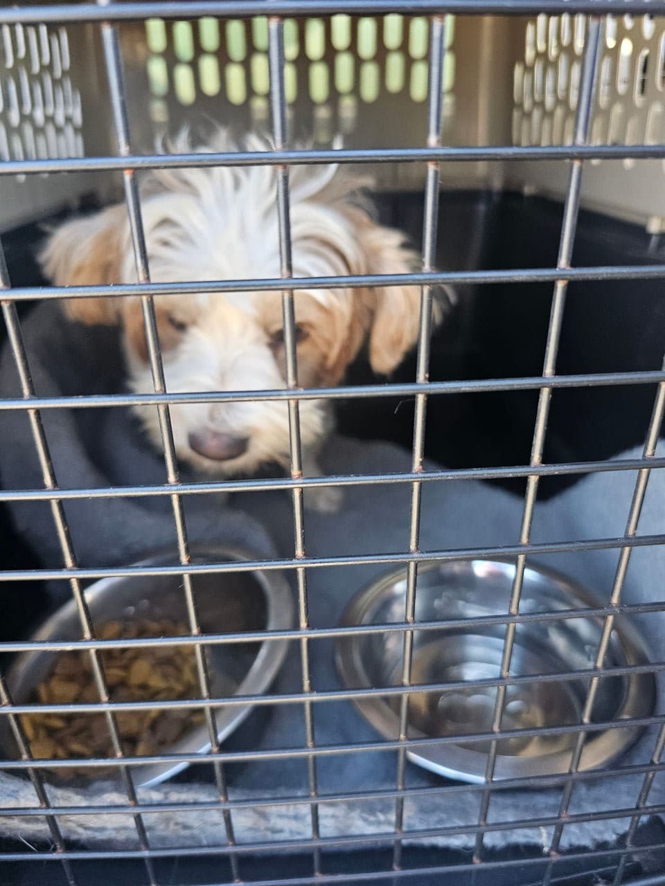 Pet travel photo 2