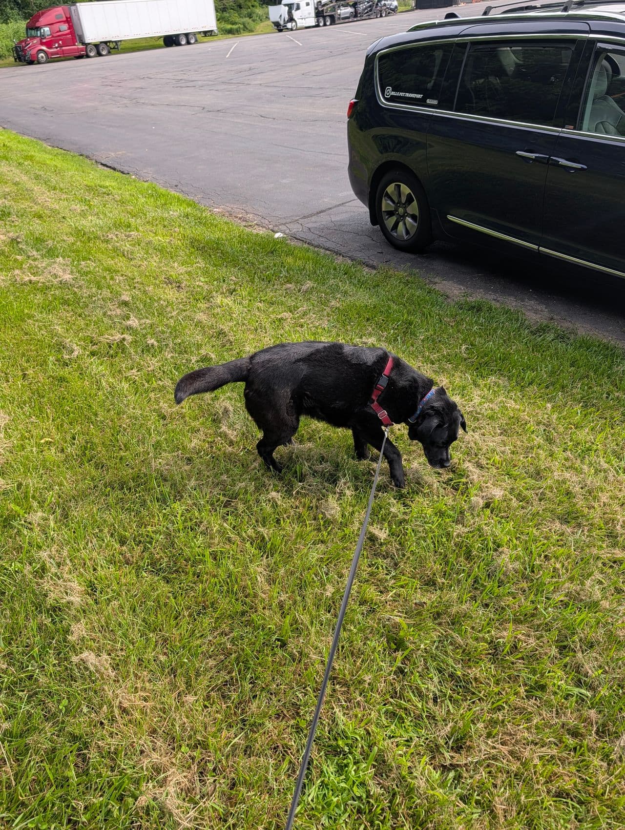 Pet travel photo 5