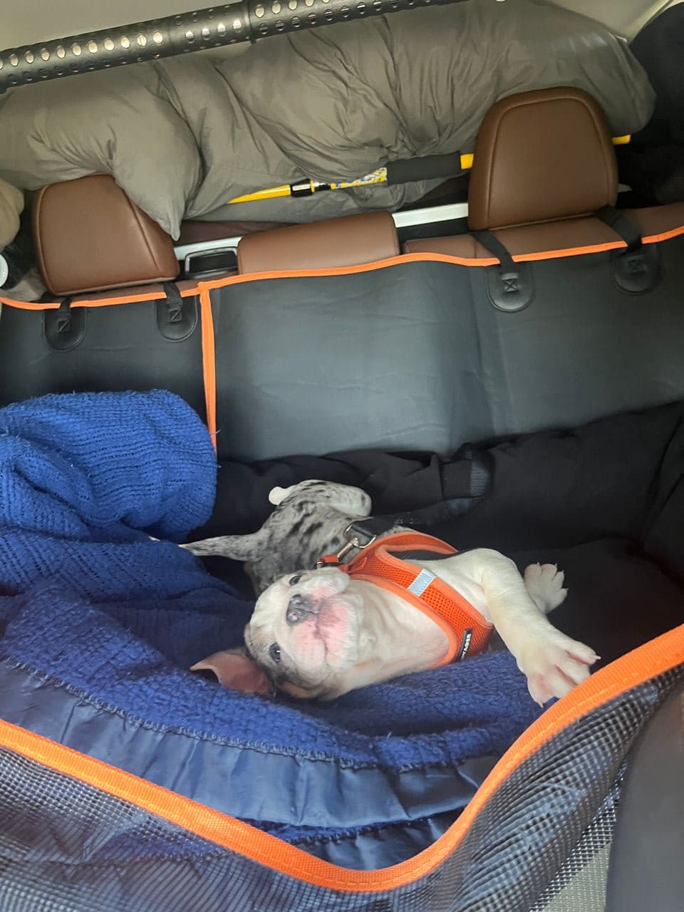 Pet travel photo 2