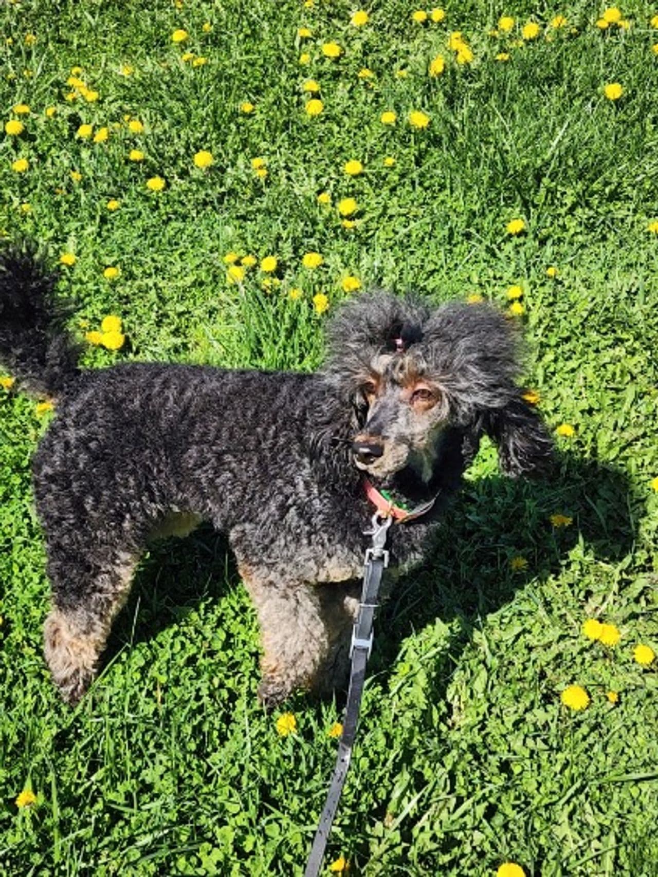 Pet travel photo 6