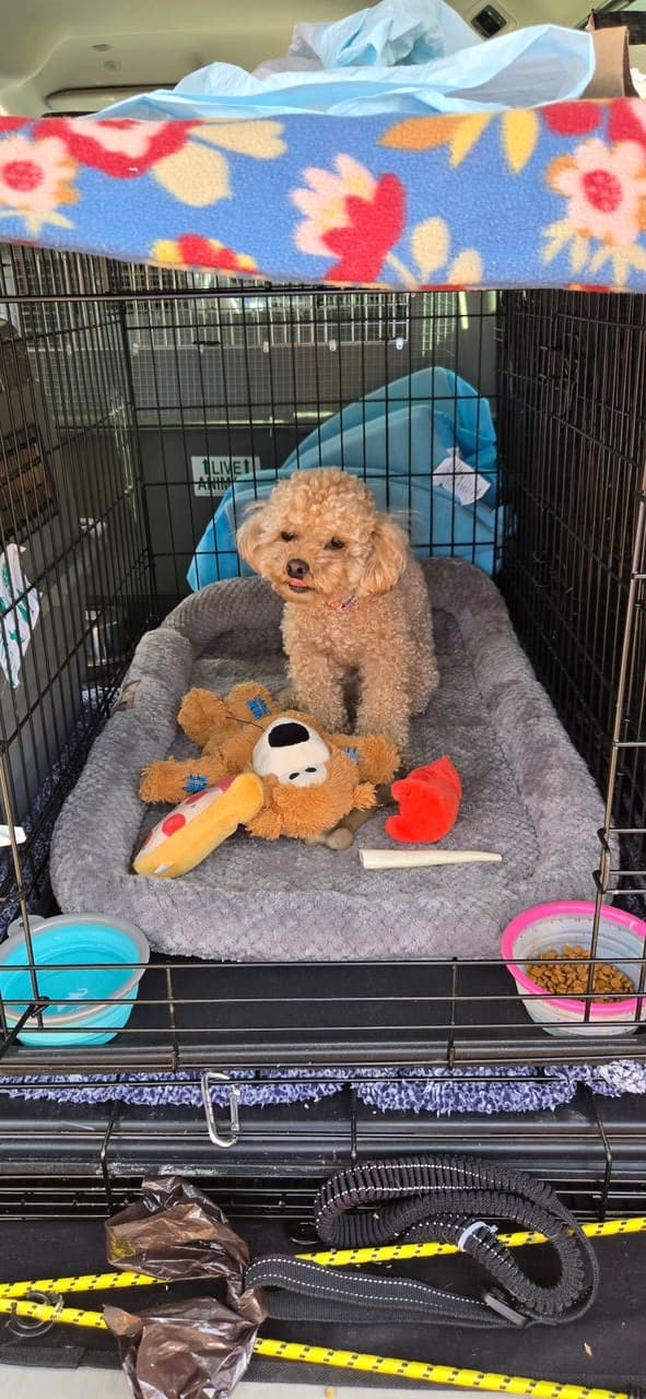 Pet travel photo 3