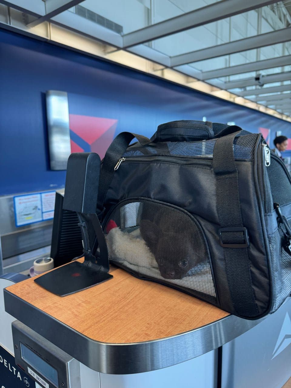 Pet travel photo 2