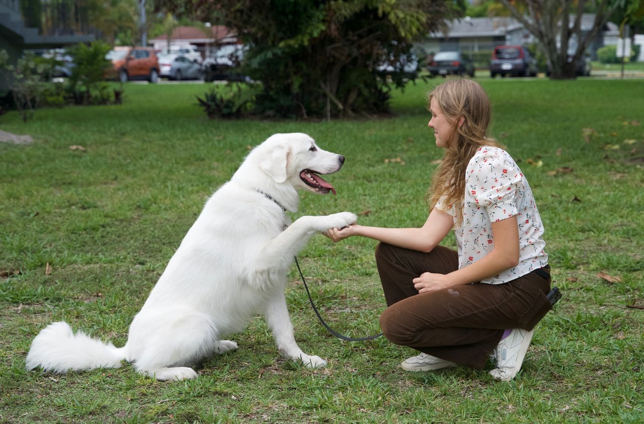 Pet travel photo 5