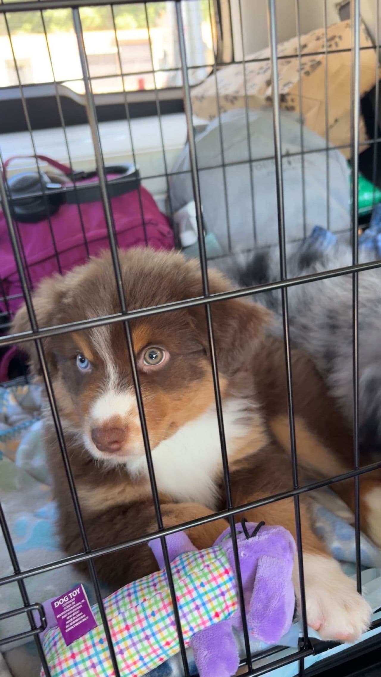Pet travel photo 2
