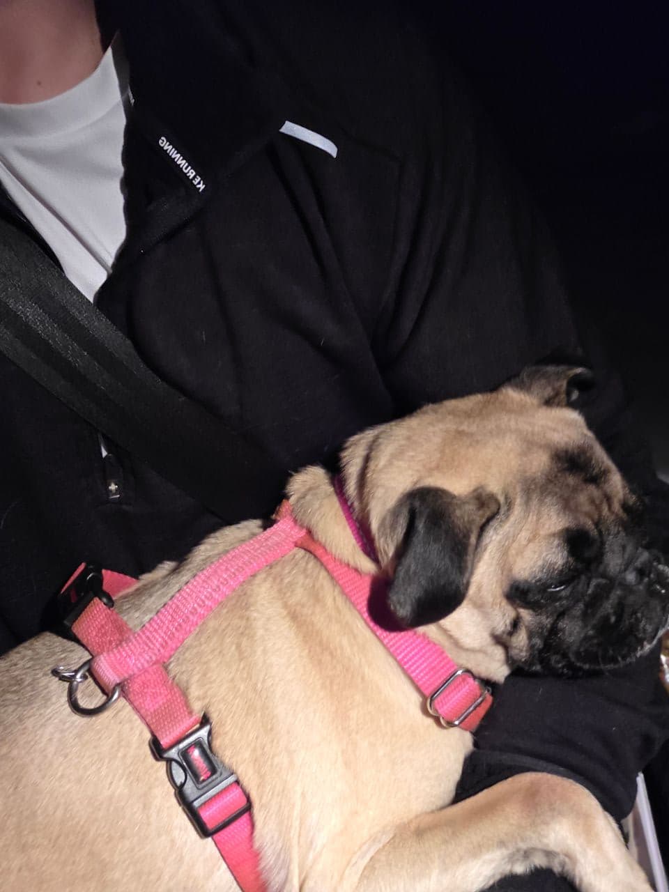 Pet travel photo 5