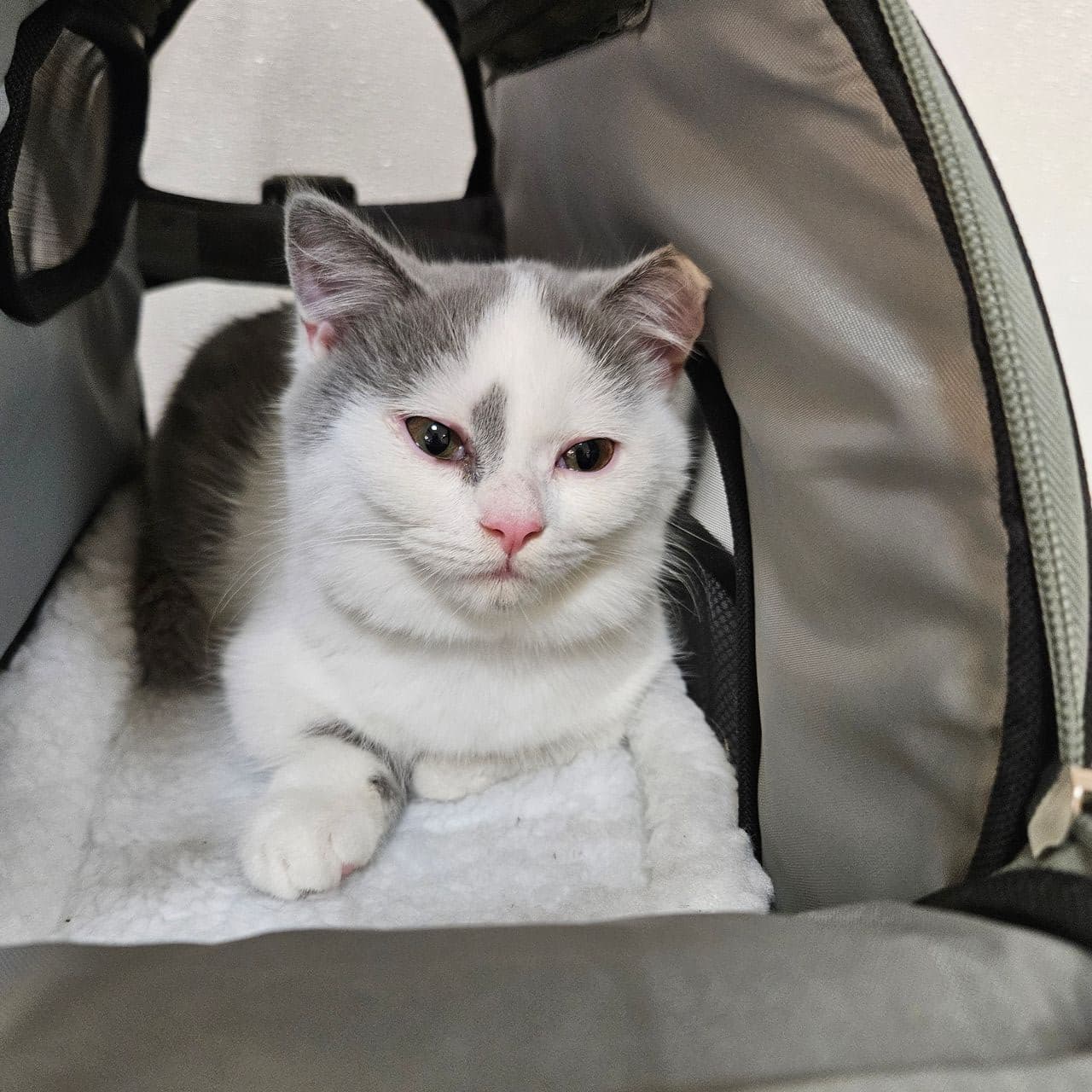 Pet travel photo 6