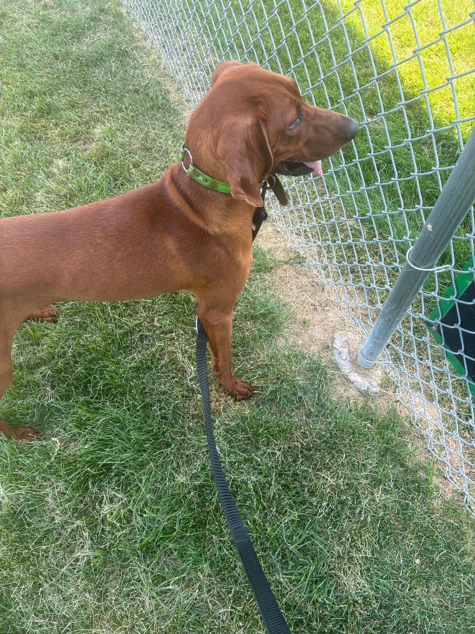 Pet travel photo 1