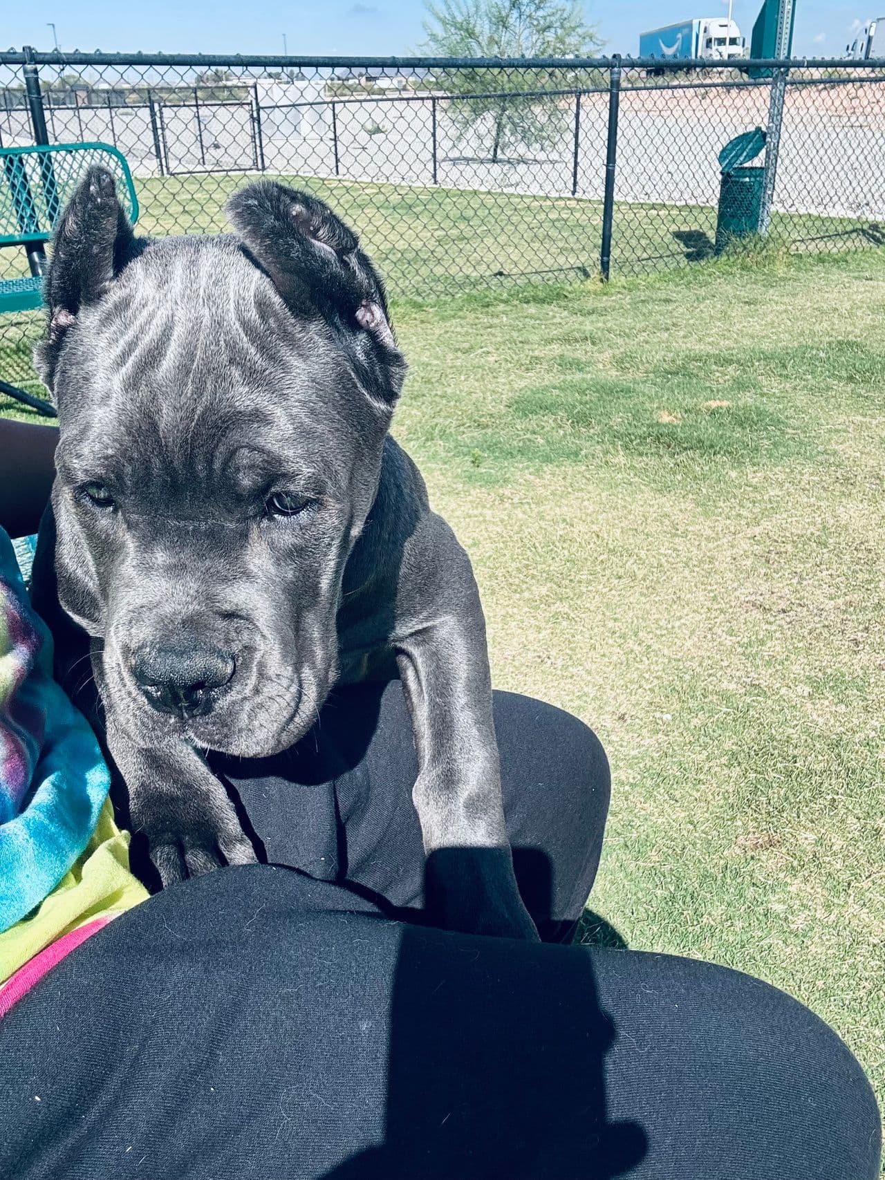 Pet travel photo 5