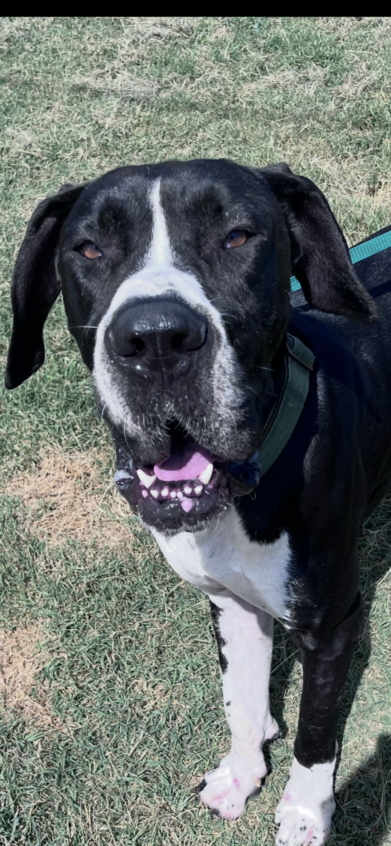 Pet travel photo 4