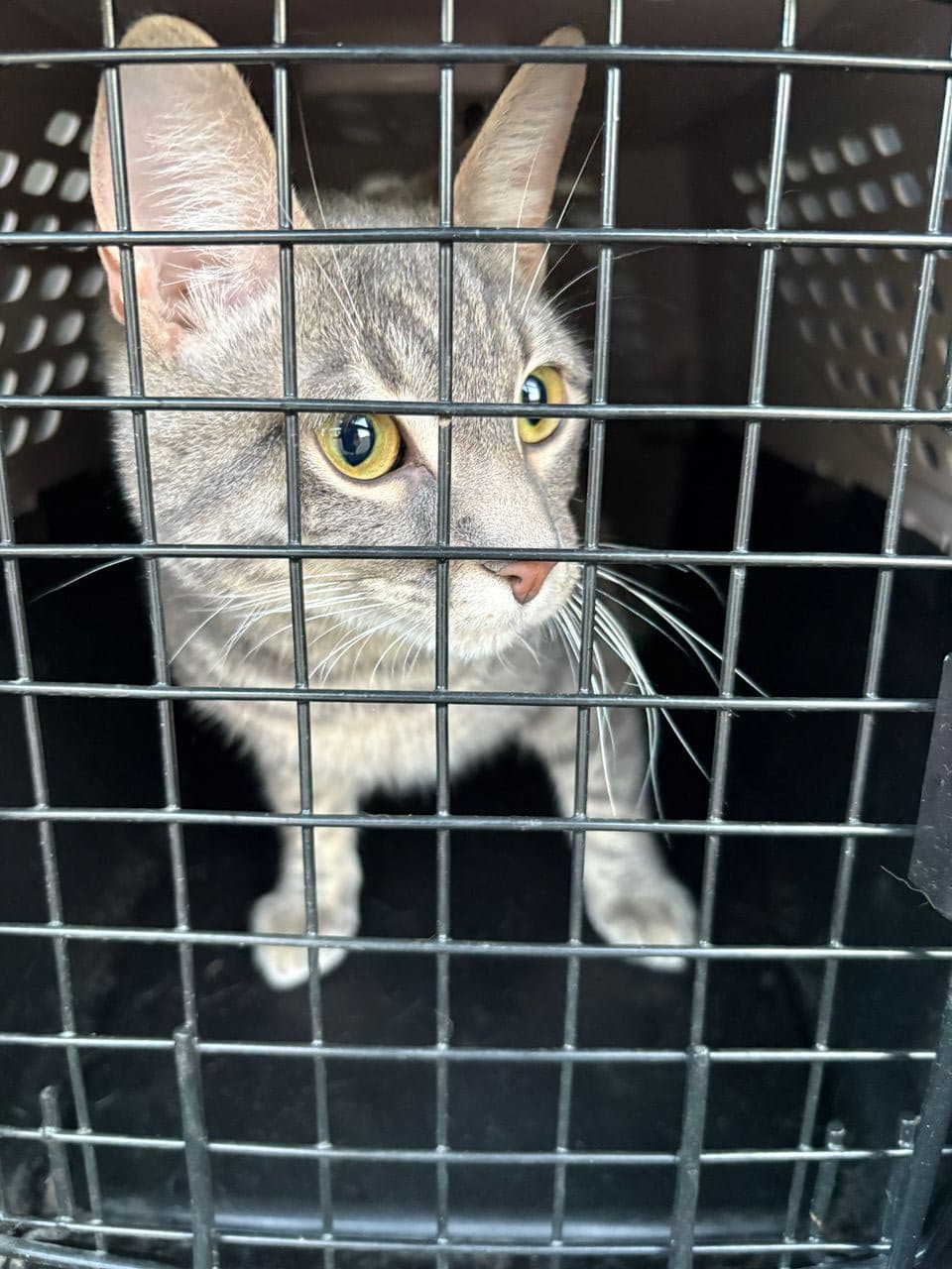 Pet travel photo 6