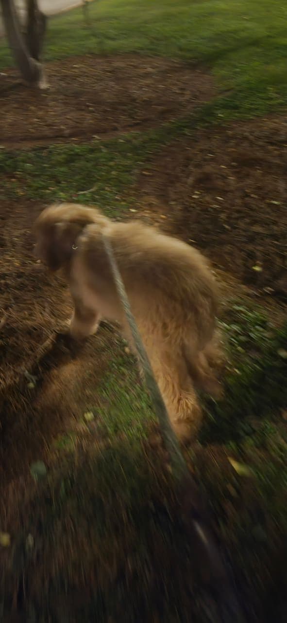 Pet travel photo 5