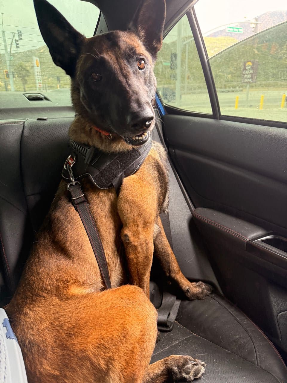 Pet travel photo 2