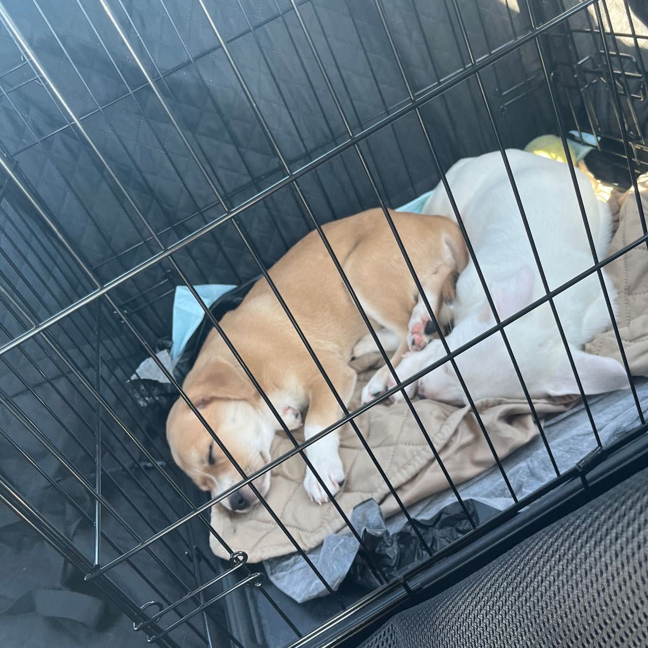 Pet travel photo 5